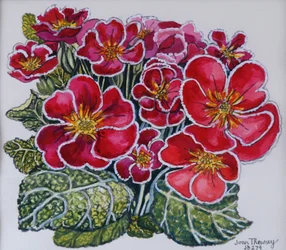 Weißrandige Primeln, 2012